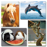 Dieren foto's