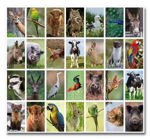Serie 28 - vogels, bos- en huisdieren