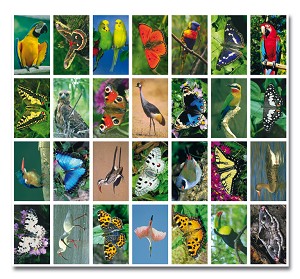 Serie 35 - vlinders en vogels