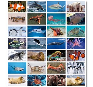 Serie 106 - zeedieren