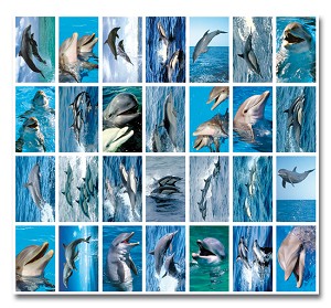 Serie 135 - dolfijnen