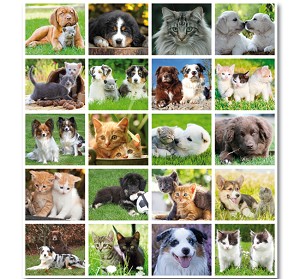 Serie 165 - honden en poezen