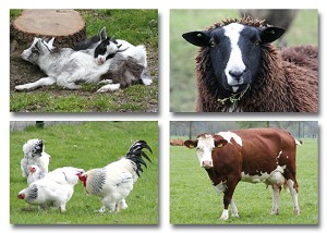 Serie 229 - boerderijdieren