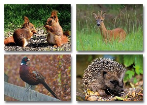 Serie 230 - bosdieren