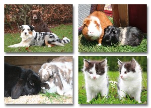 Serie 237 - huisdieren samen