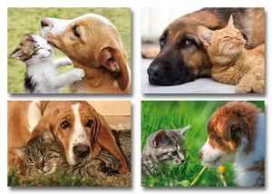 Serie 241 - hondjes met poesjes