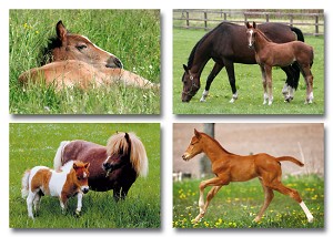 Serie 263 - veulentjes