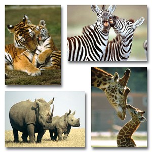 Serie 361 - wild met jong