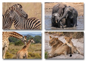 Serie 362 - wilde dieren