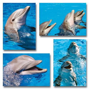 Serie 468 - dolfijnen koppen