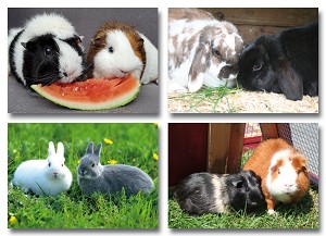 Serie 4211 - huisdieren