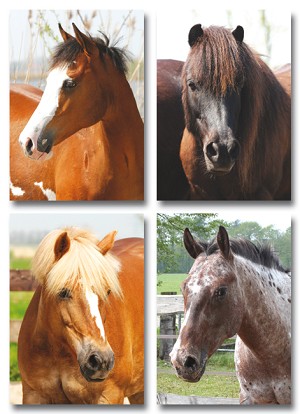 Serie 4451 - paardenhoofden