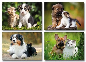 Serie 4512 - hondjes met poesjes