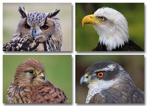 Serie 11014  - roofvogels