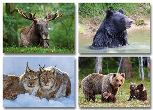 Serie 11016 - noord europees wild