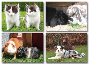 Serie 11017 - huisdieren