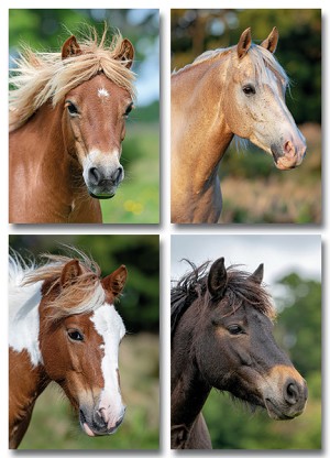 Serie 11059 - paardenhoofden