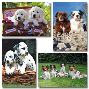 Serie 12026 - honden