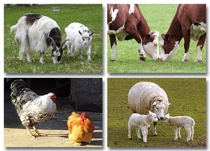 Serie 12044 - boerderijdieren