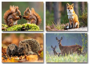 Serie 12067 - bosdieren