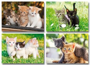 Serie 11087 - jonge poesjes