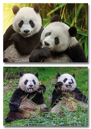 Serie 12072 - panda's