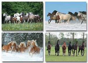 Serie 12074 - paarden