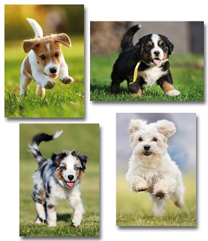 Serie 12081 - jonge hondjes