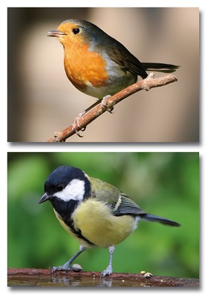 Serie 12083 - vogels