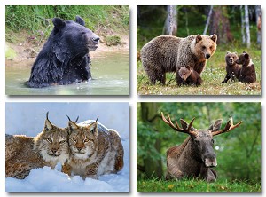 Serie 912 - noord europees wild