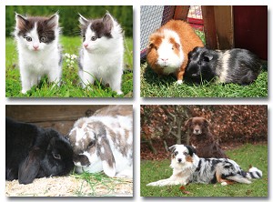 Serie 951 - huisdieren samen