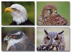 Serie 961 - roofvogels