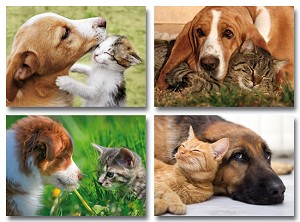 Serie 973 - hondjes met poesjes