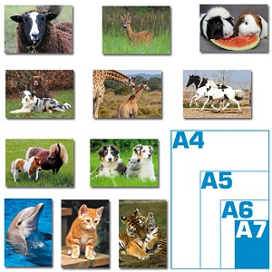 Pakket kleine kaarten - dieren foto's