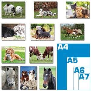 Pakket reuzewenskaarten -dieren fotos